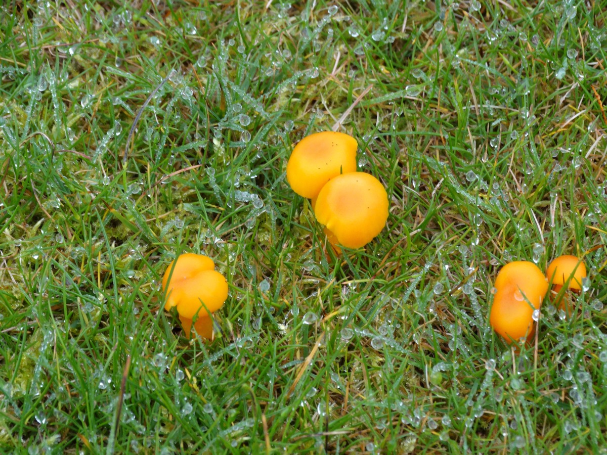 Fungi at Prestwood